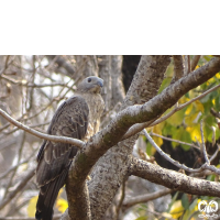 گونه سارگپه تاجدار Crested Honey Buzzard